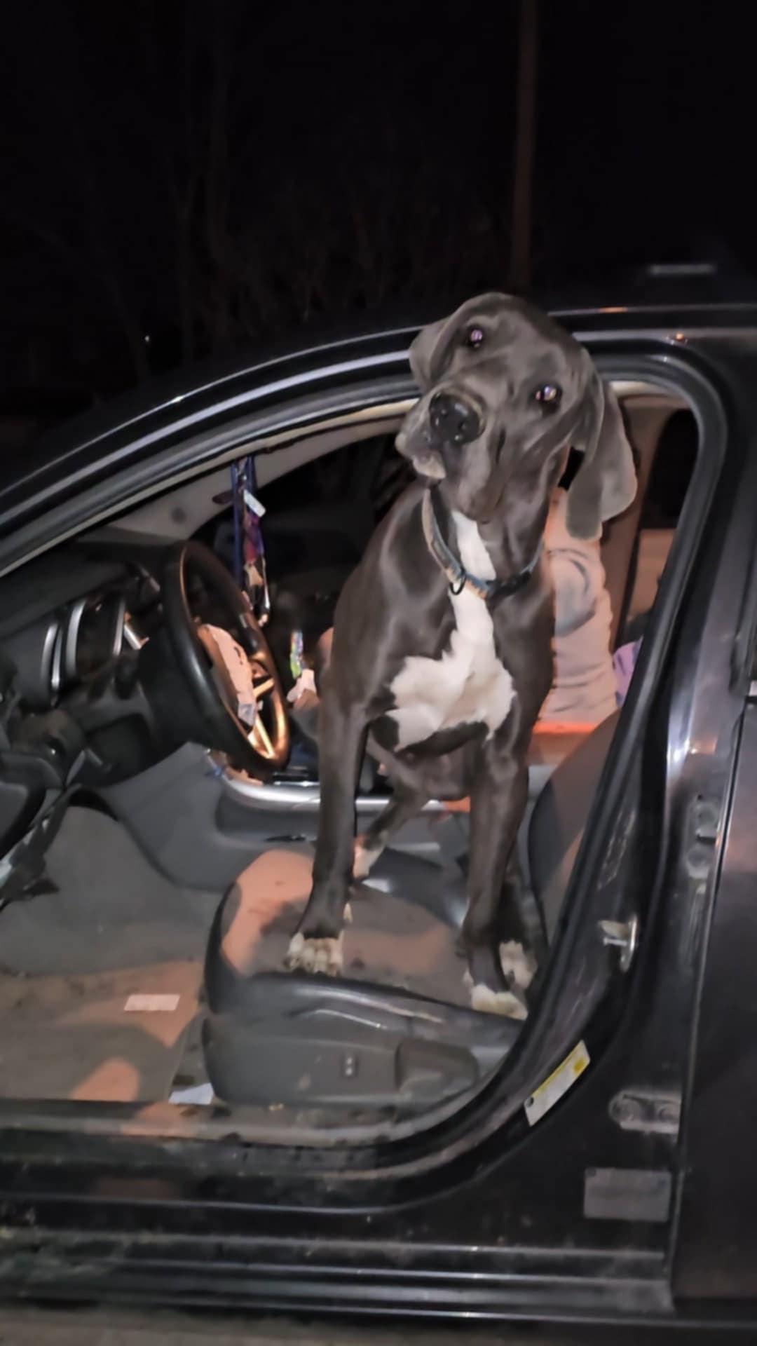 Purty, a Adoptable Great Dane in Campton, KY image 4/5