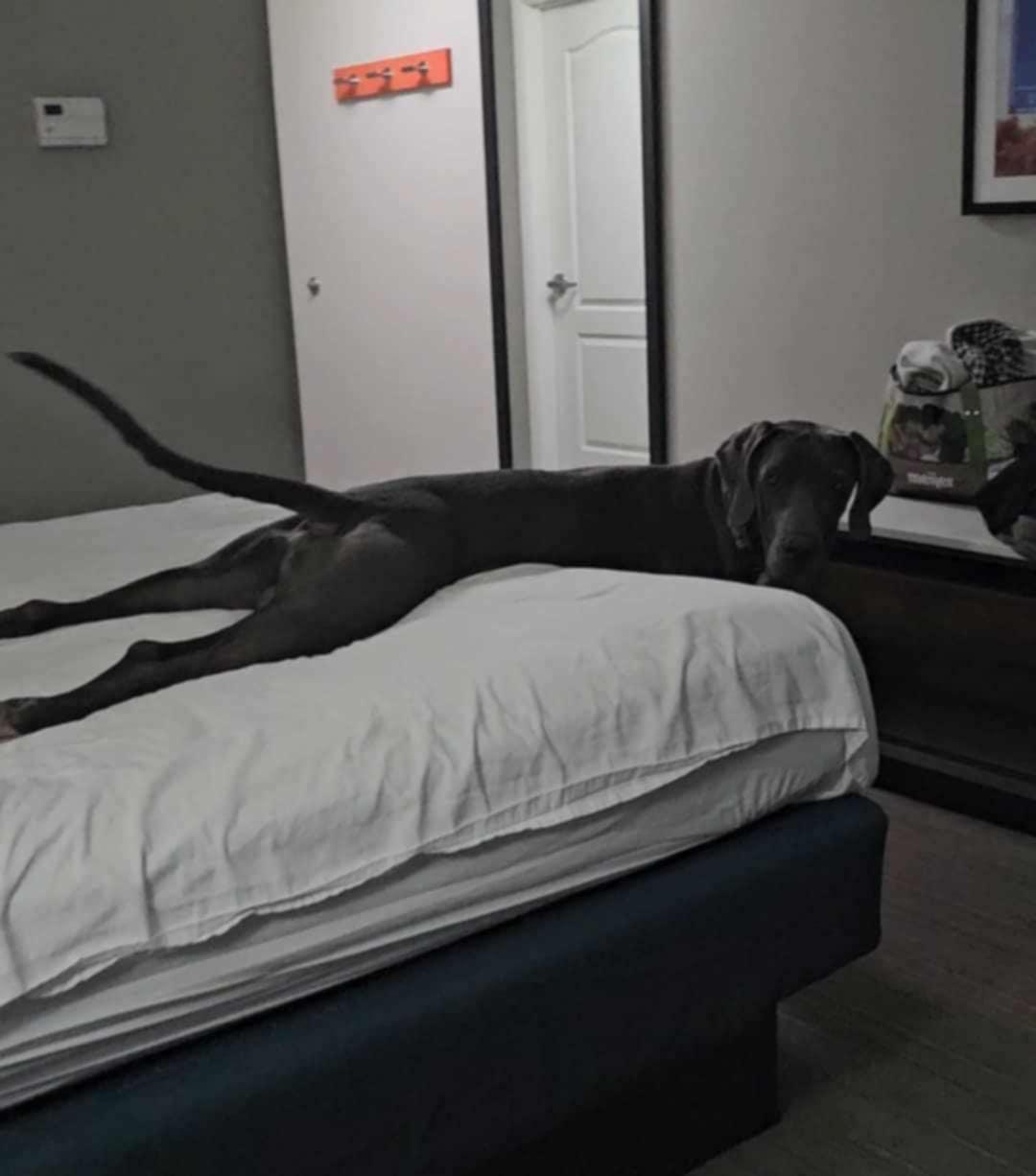 Purty, a Adoptable Great Dane in Campton, KY image 5/5