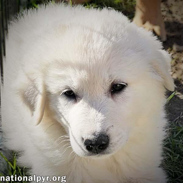 Louise in OH - Loves To Roll In The Grass!