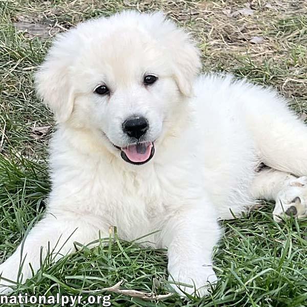 Louise in OH - Loves To Roll In The Grass!