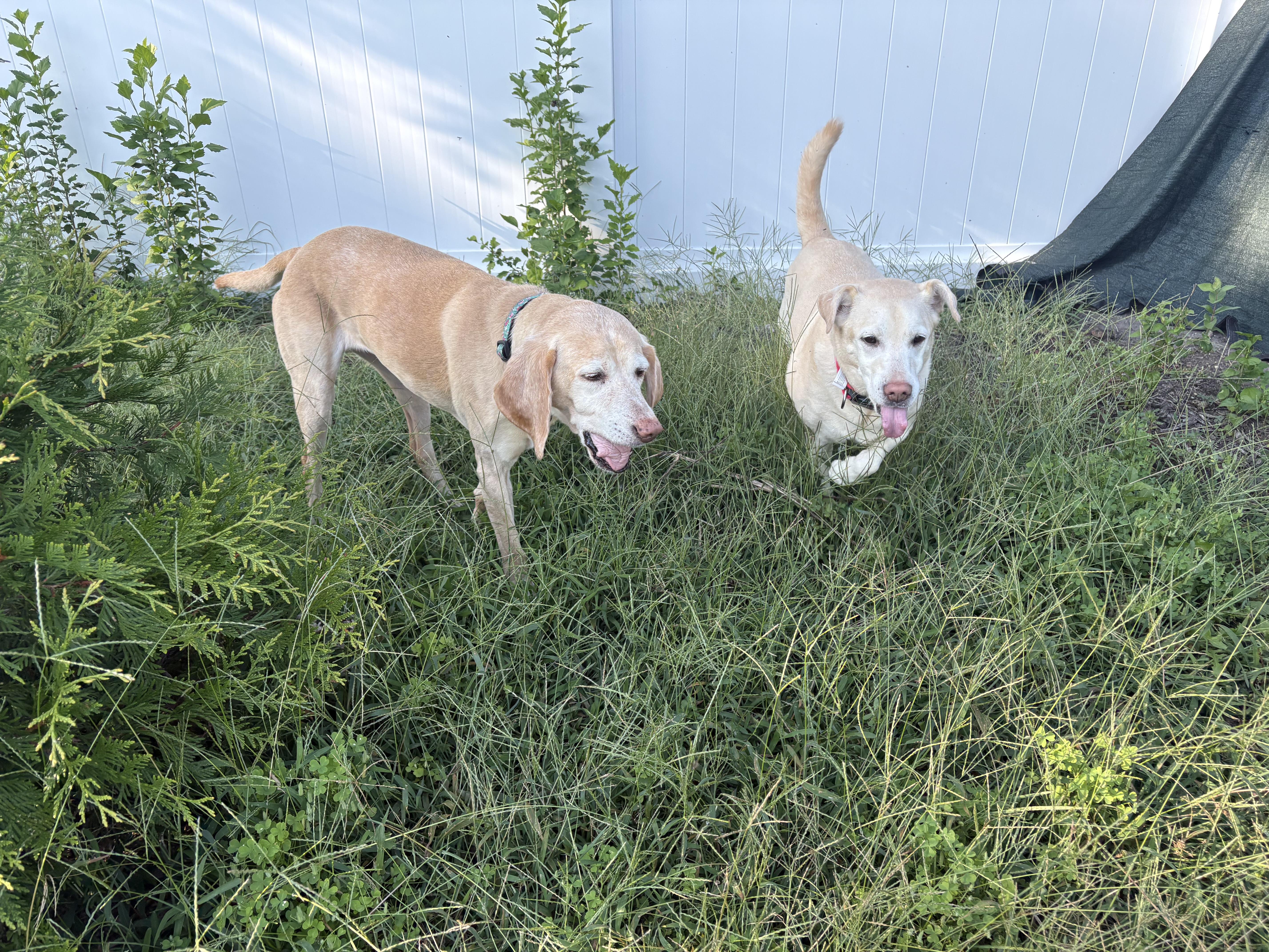 Nala, a ADOPTABLE mixed breed in Hindsboro, IL image 2/4