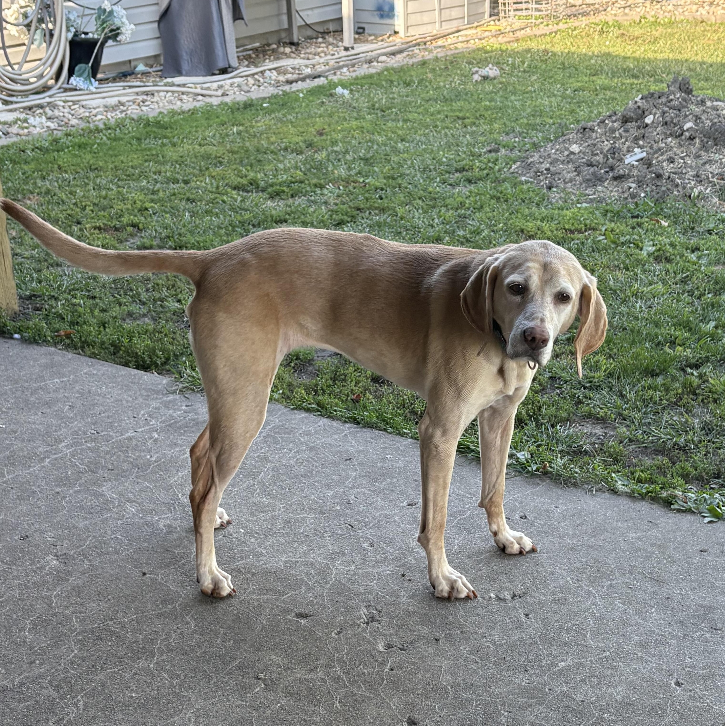 Nala, a ADOPTABLE mixed breed in Hindsboro, IL image 1/4