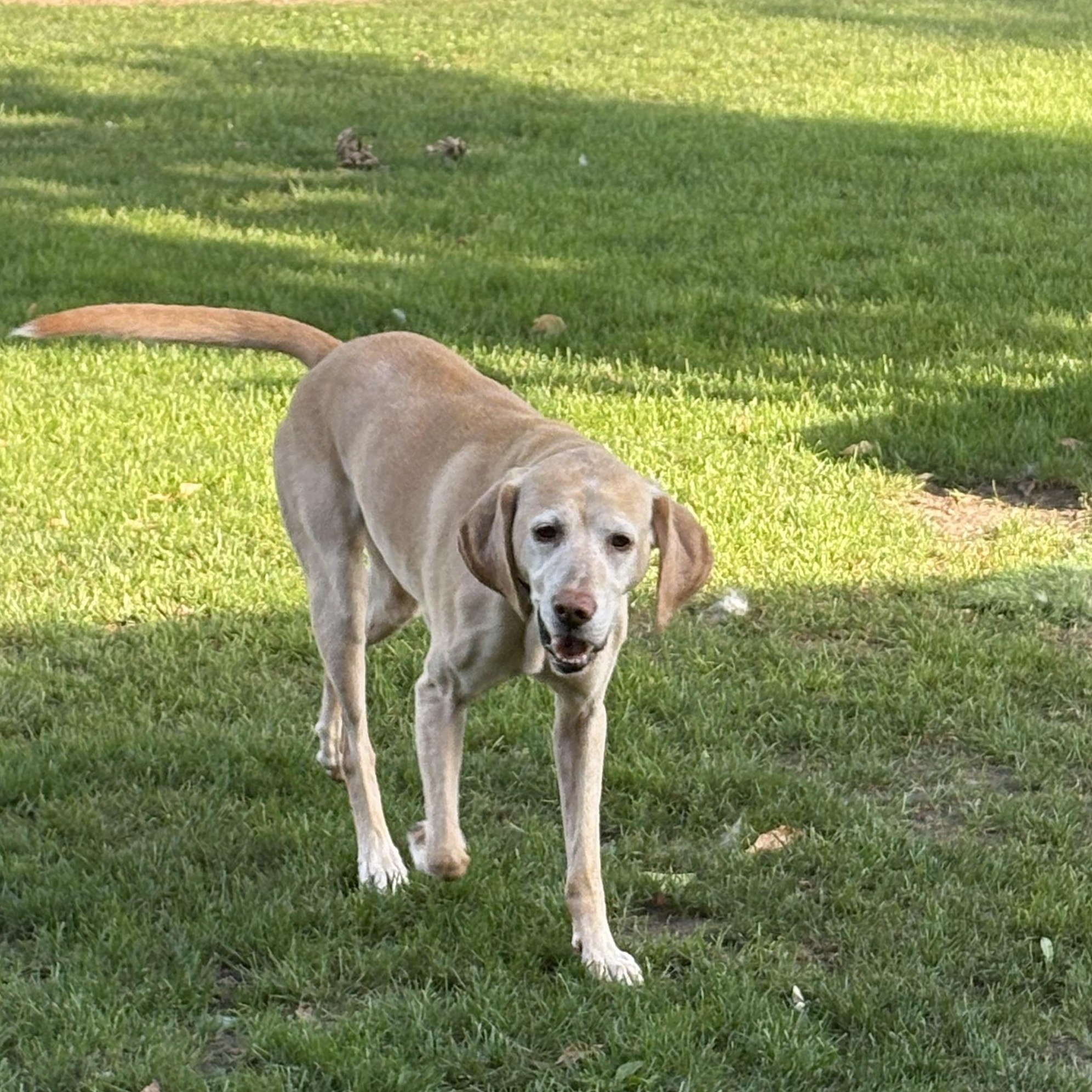Nala, a ADOPTABLE mixed breed in Hindsboro, IL image 4/4