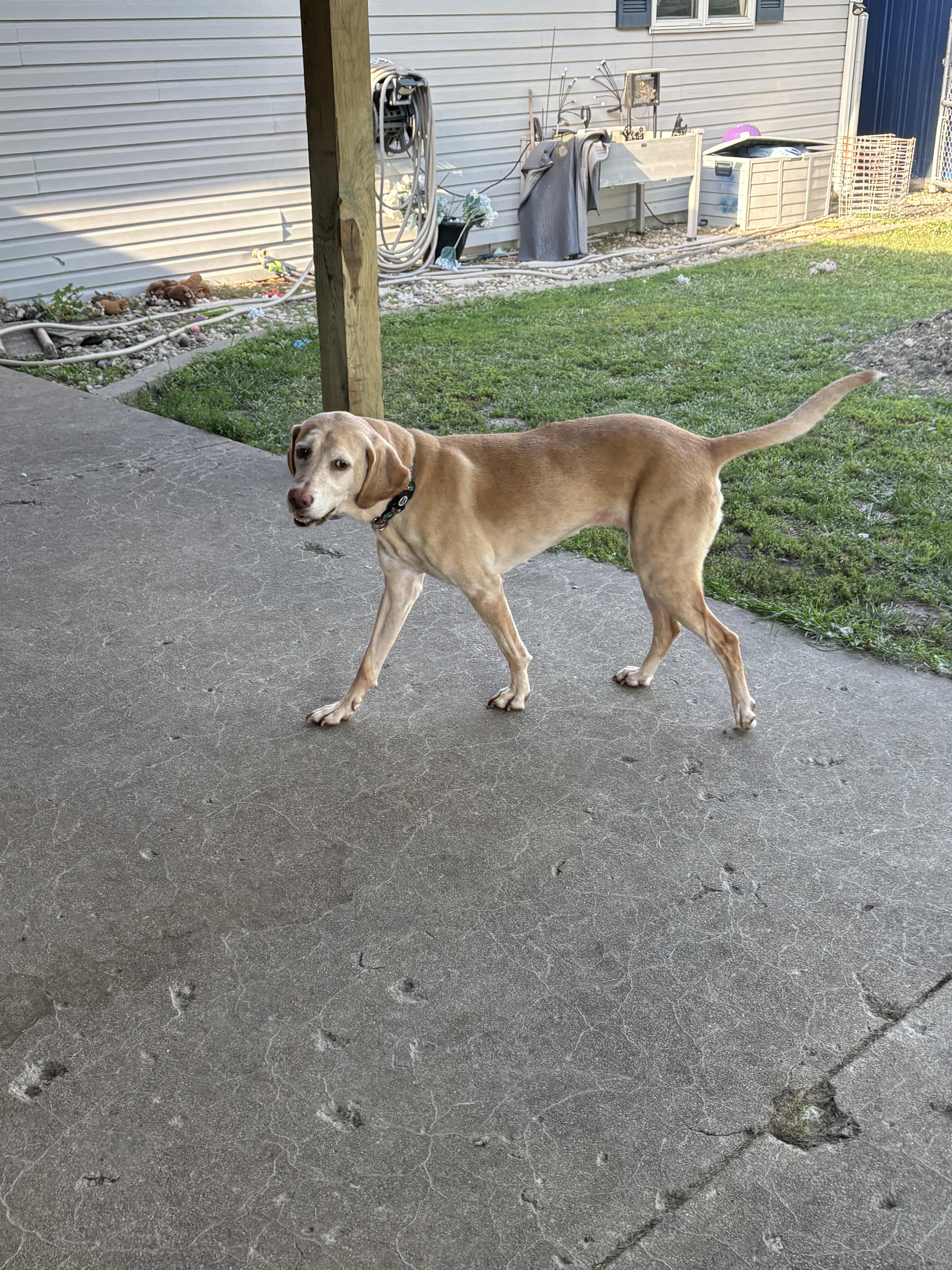 Nala, a ADOPTABLE mixed breed in Hindsboro, IL image 3/4