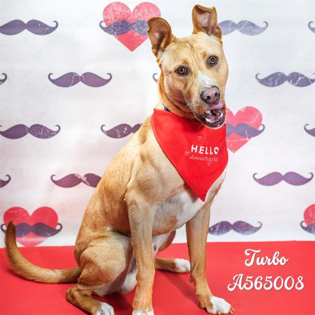 TURBO, Adoptable, Young Male Pit Bull Terrier & Mixed Breed.