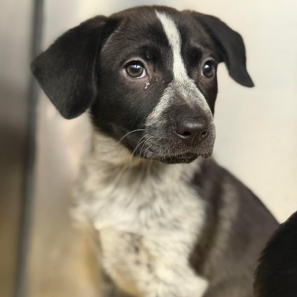 Enlarge Candyland, a Adoptable mixed breed in Martinsville, VA image 1/1