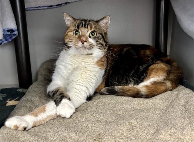 COCO, Adoptable, Adult Female Domestic Short Hair.