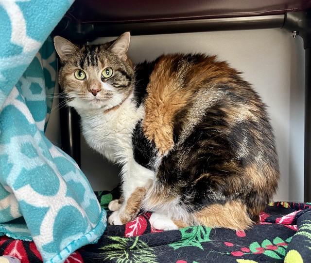 COCO, Adoptable, Adult Female Domestic Short Hair.