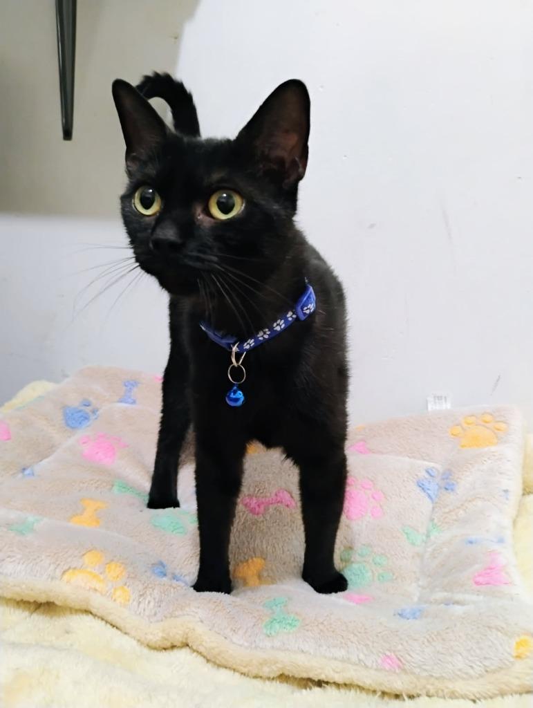 Enlarge Blueberry, a Adoptable mixed breed in New York, NY image 2/3