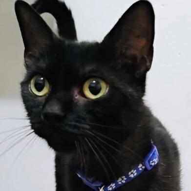 Enlarge Blueberry, a Adoptable mixed breed in New York, NY image 3/3