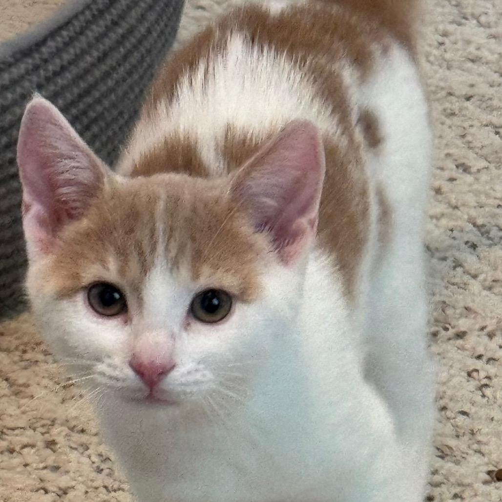 Sriracha, Adoptable, Kitten Female Domestic Short Hair.