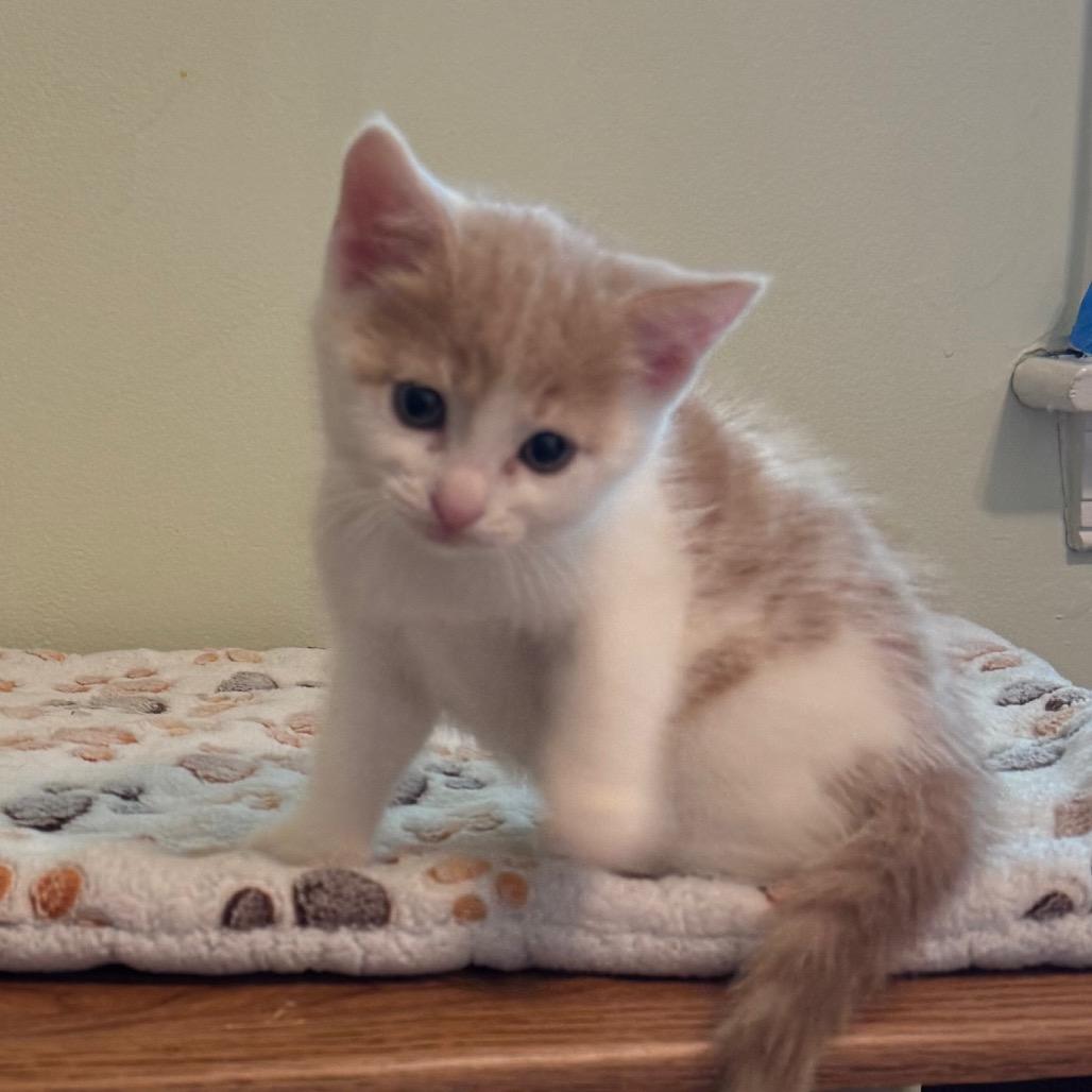 Enlarge Sriracha, a Adoptable Domestic Short Hair in Frederick, MD image 2/6