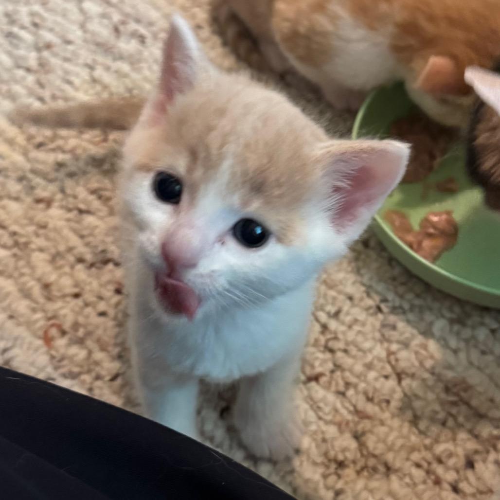 Enlarge Sriracha, a Adoptable Domestic Short Hair in Frederick, MD image 3/6
