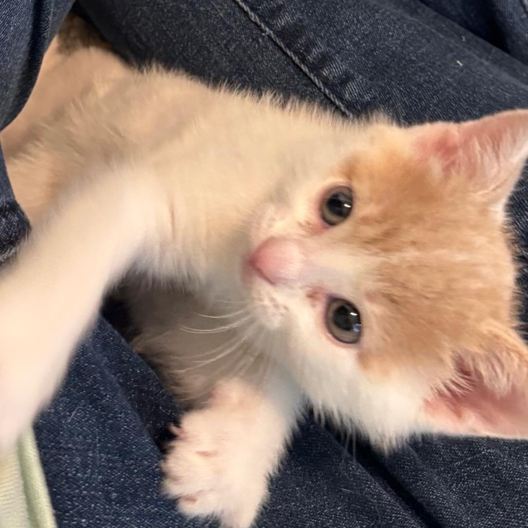 Enlarge Sriracha, a Adoptable Domestic Short Hair in Frederick, MD image 4/6