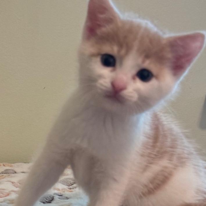 Enlarge Sriracha, a Adoptable Domestic Short Hair in Frederick, MD image 6/6