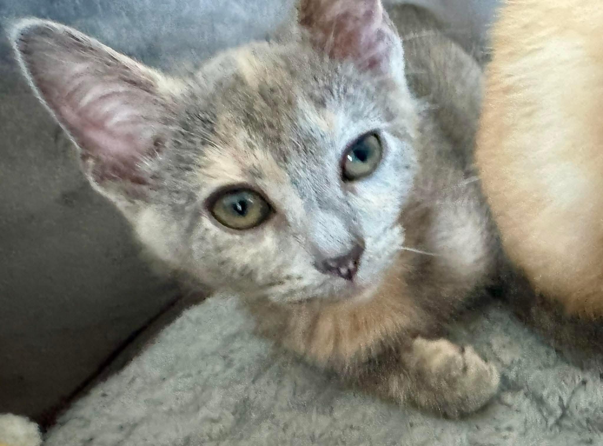 DeeDee, a Adopted Dilute Tortoiseshell in Arnold, MO image 1/3