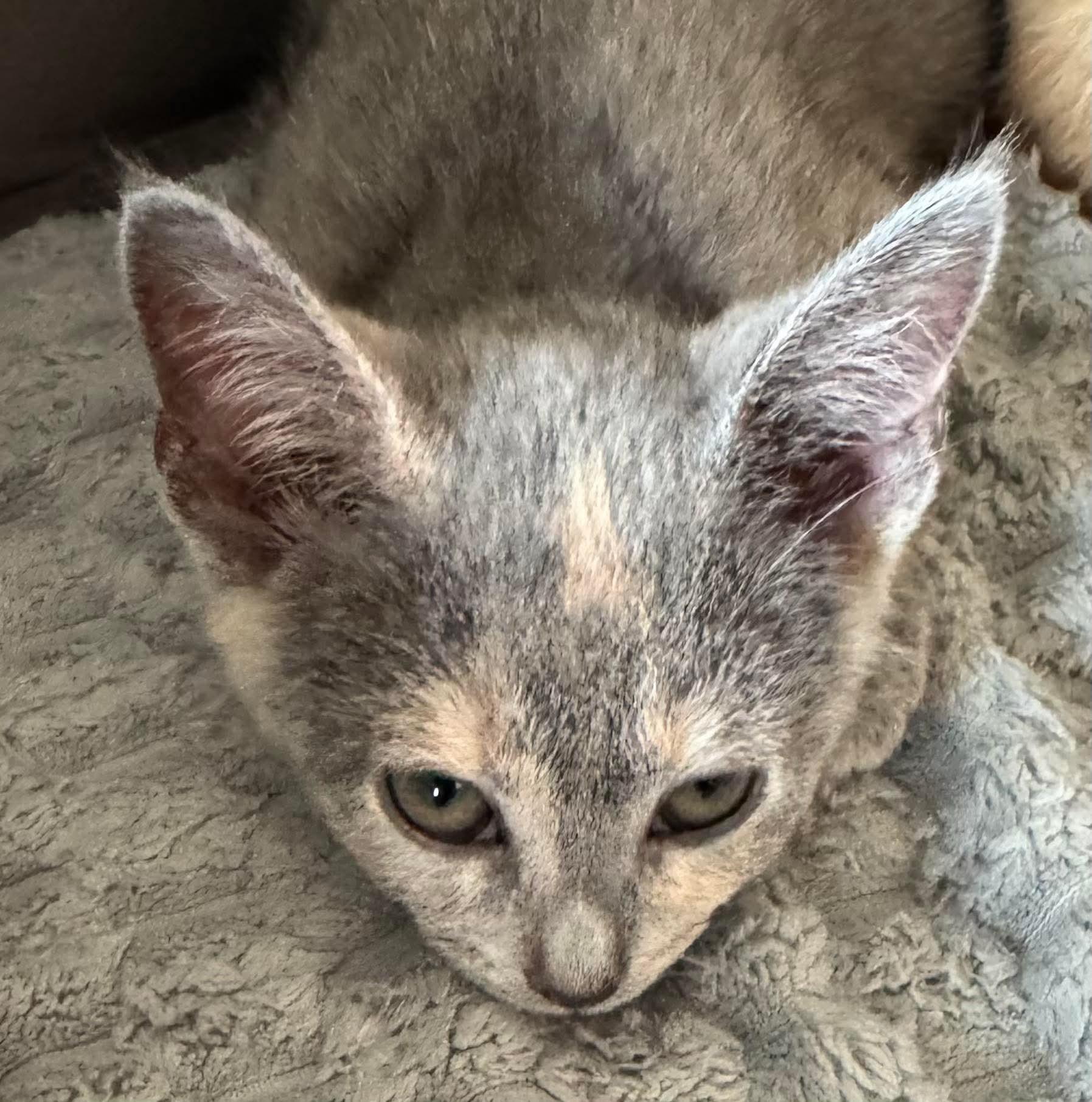 DeeDee, a Adopted Dilute Tortoiseshell in Arnold, MO image 2/3