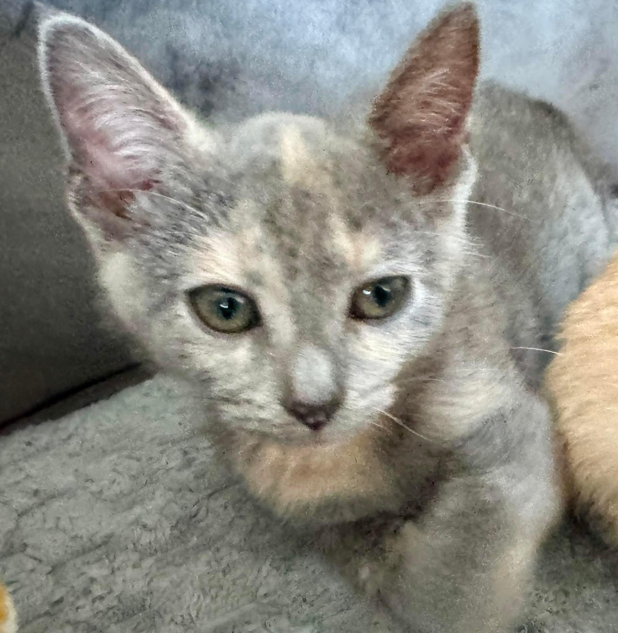 DeeDee, a Adopted Dilute Tortoiseshell in Arnold, MO image 3/3