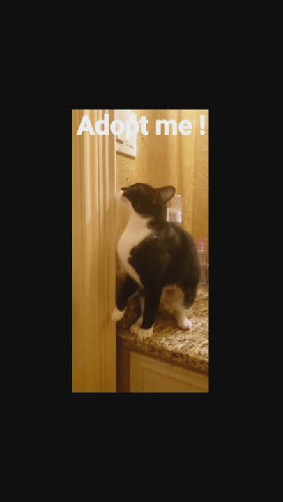 Enlarge Bethany , a Adopted Tuxedo in Houston, TX video 6/12