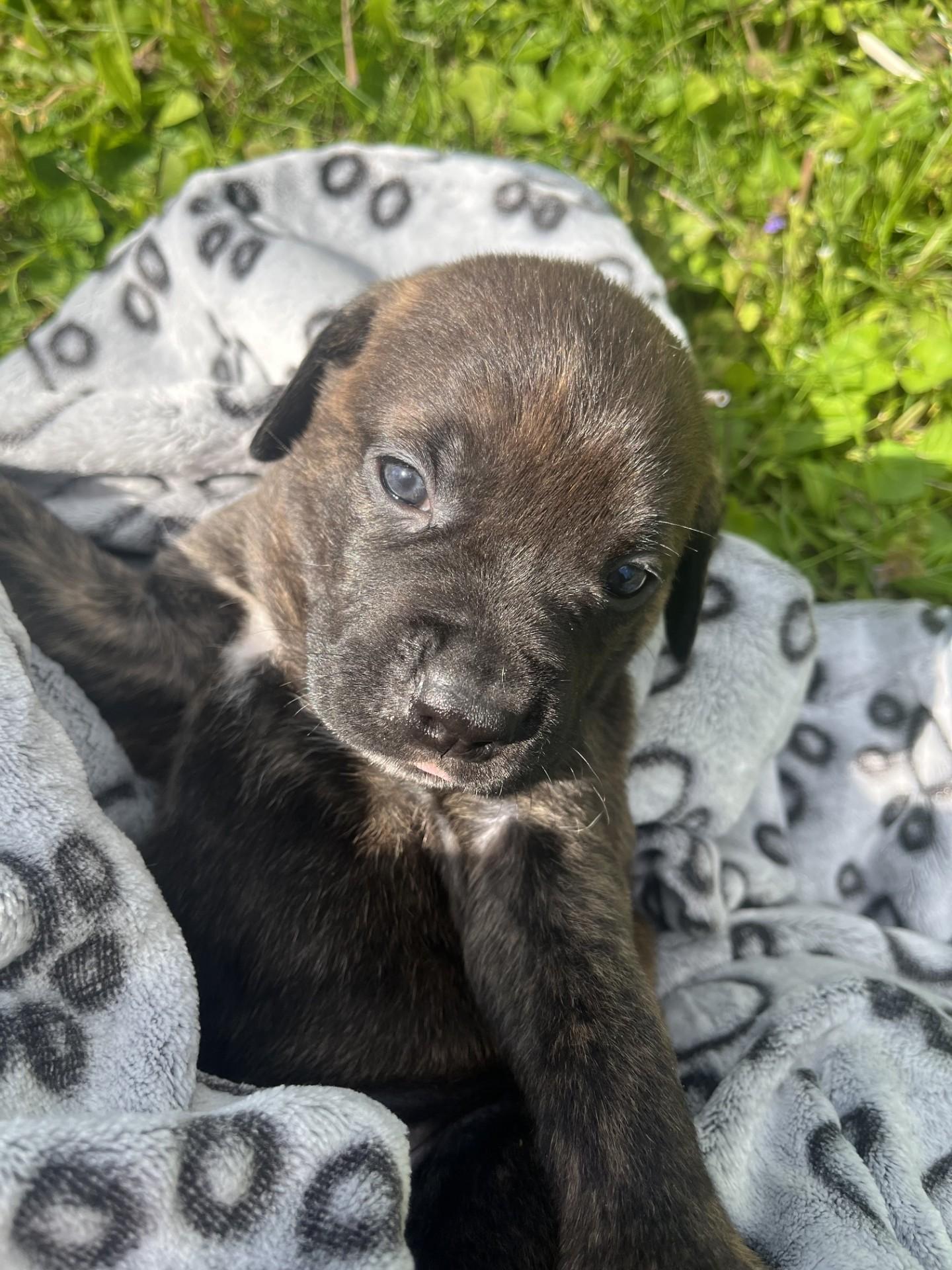 Sophia, a ADOPTABLE mixed breed in Youngstown, OH image 2/3