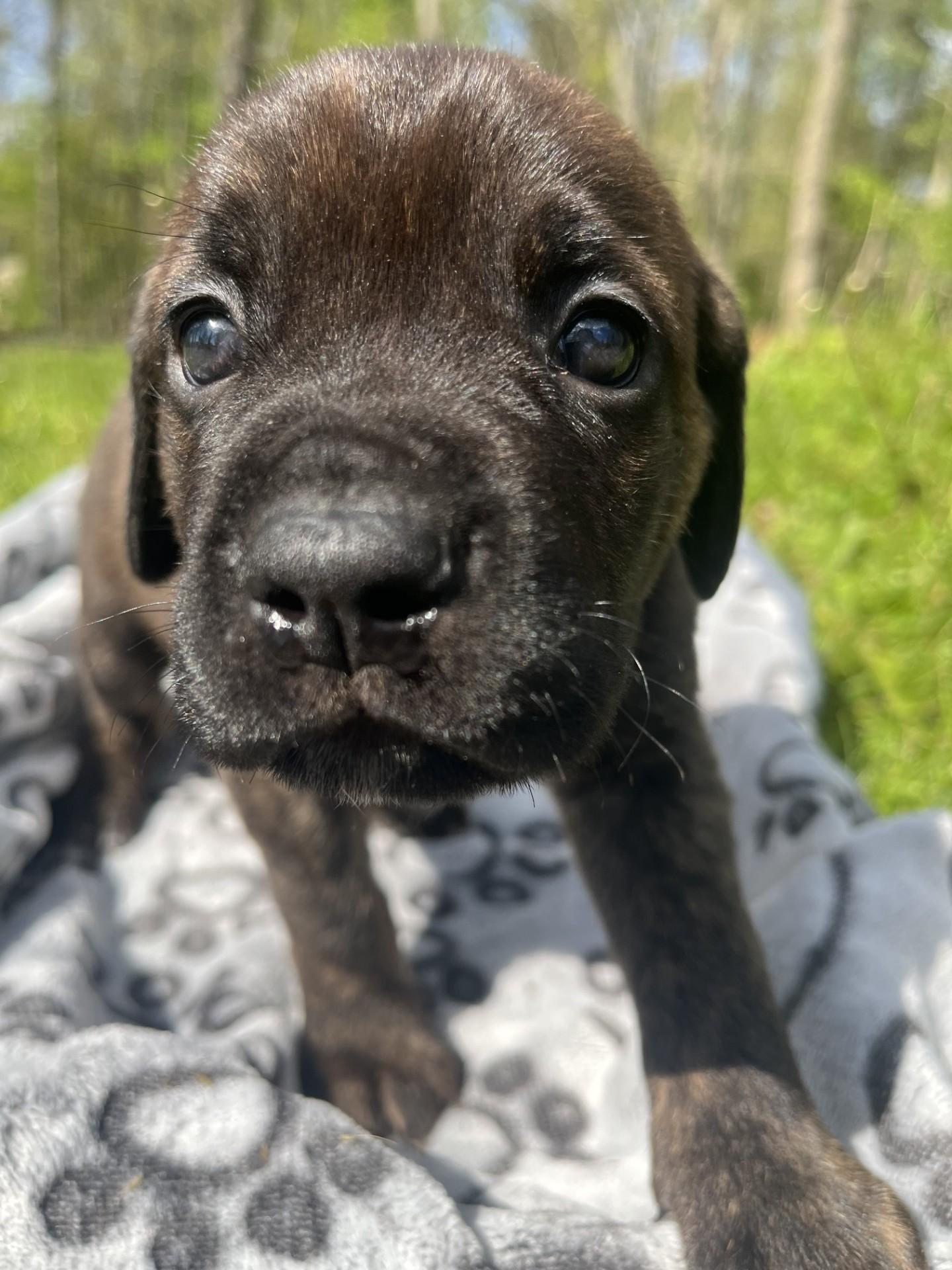 Sophia, a ADOPTABLE mixed breed in Youngstown, OH image 3/3