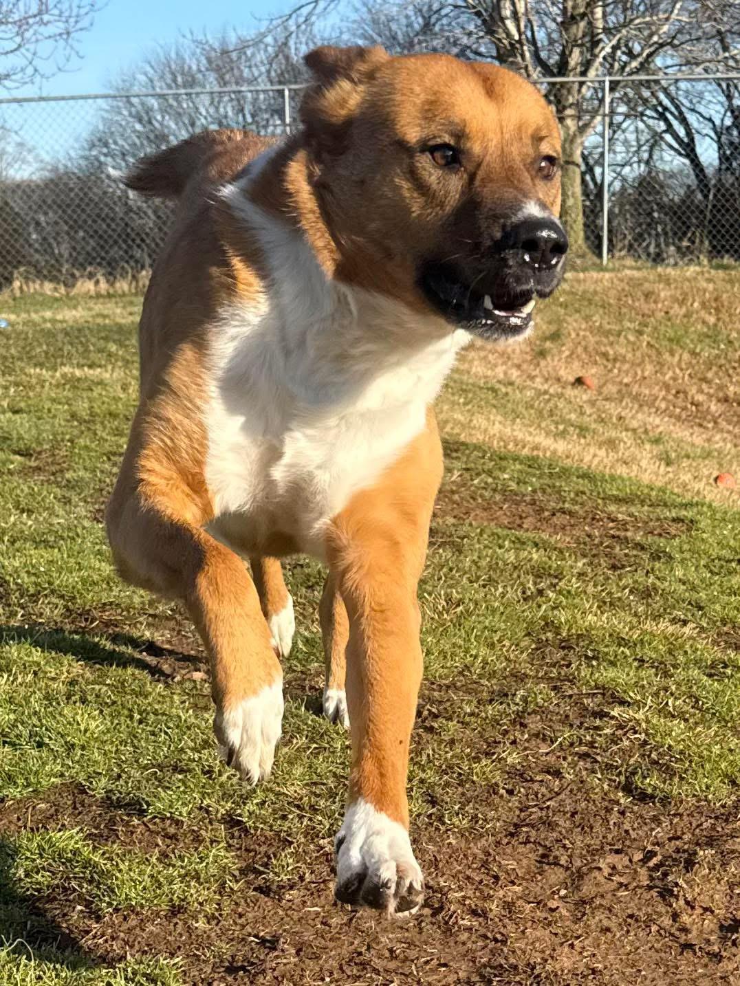 Angel, a ADOPTABLE Shepherd in Maryville, TN image 6/6