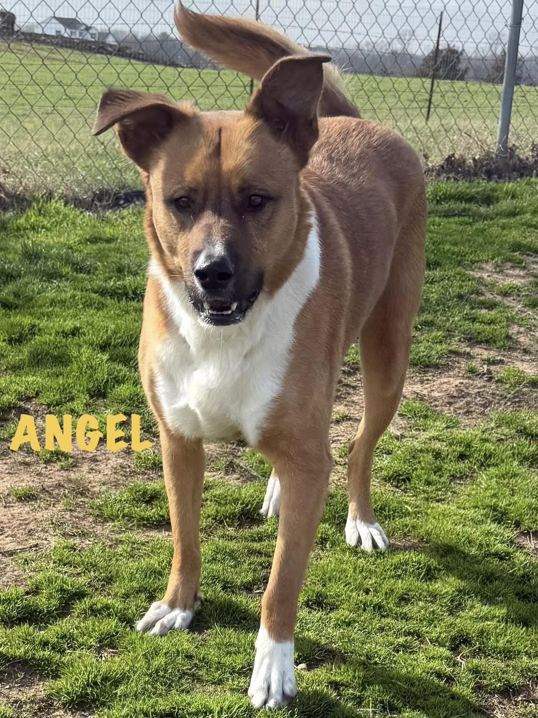Enlarge Angel, a ADOPTABLE Shepherd in Maryville, TN image 5/5