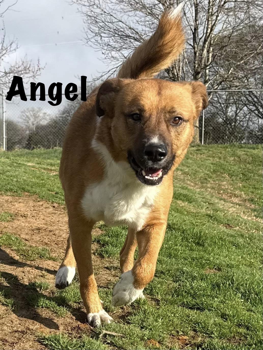 Angel, ADOPTABLE, Adult Female Shepherd.