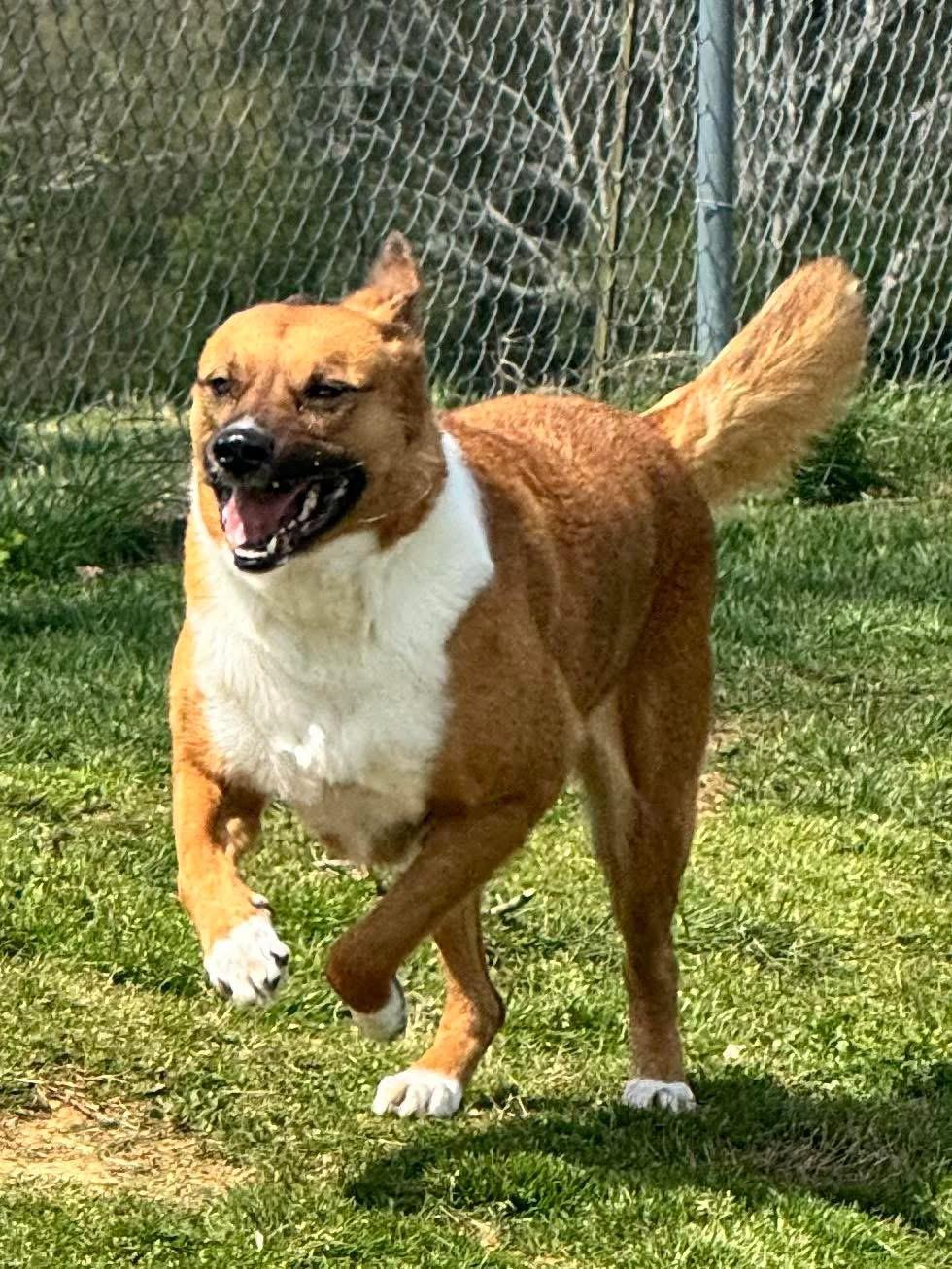 Enlarge Angel, a ADOPTABLE Shepherd in Maryville, TN image 6/6