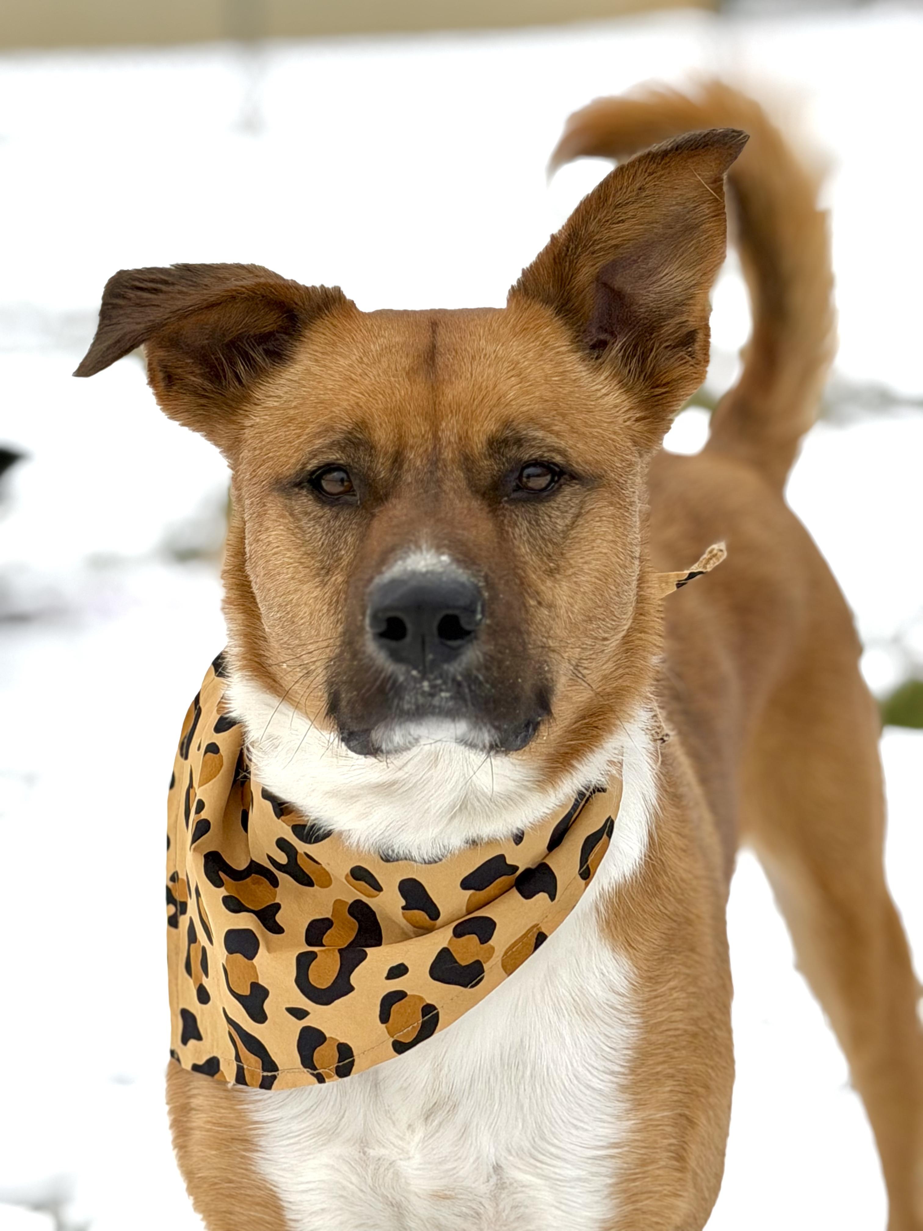 Angel, ADOPTABLE, Adult Female Shepherd.