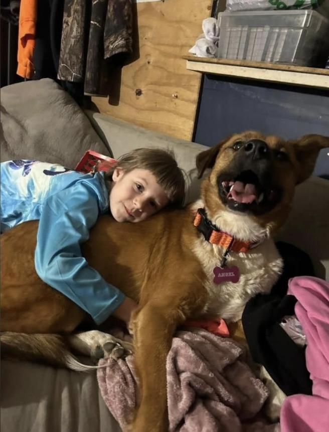 Angel, a ADOPTABLE Shepherd in Maryville, TN image 1/6