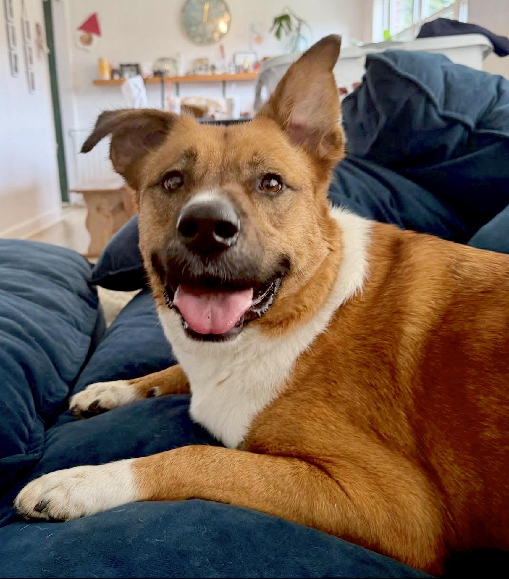 Enlarge Angel, a ADOPTABLE Shepherd in Maryville, TN image 2/6