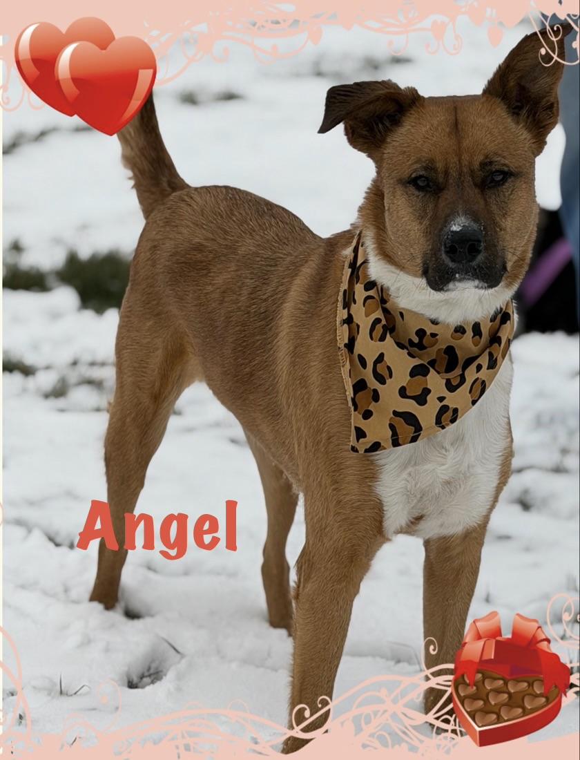 Angel, a ADOPTABLE Shepherd in Maryville, TN image 2/6