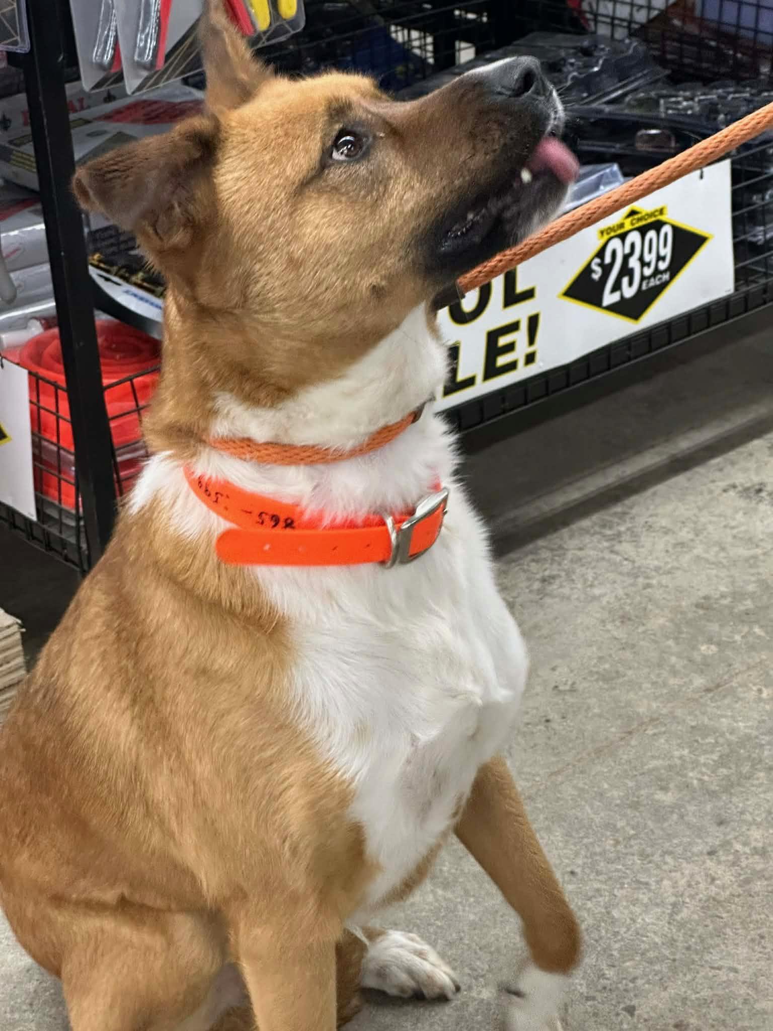 Angel, a ADOPTABLE Shepherd in Maryville, TN image 5/6