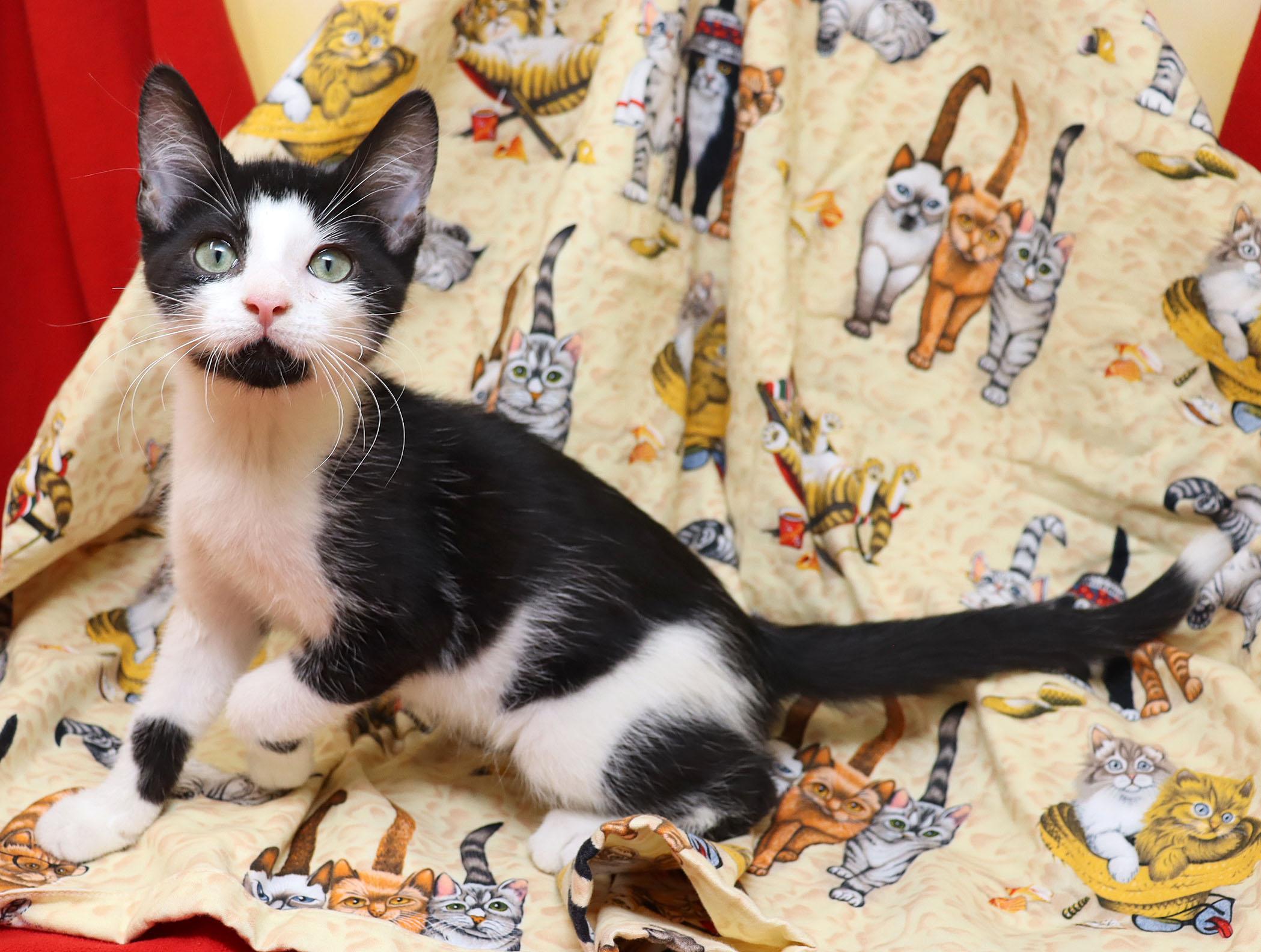 Enlarge Pip, a ADOPTABLE Domestic Short Hair in Tierra Verde, FL image 1/1