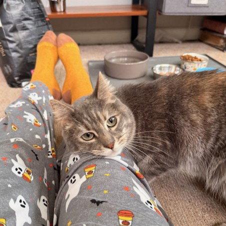 DAISY, Adoptable, Adult Female Domestic Short Hair.