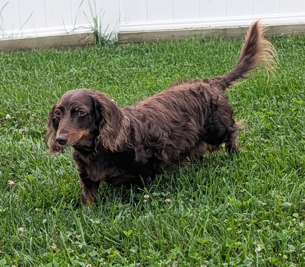 Enlarge Winston aka Winnie in NY, a ADOPTABLE Dachshund in Buffalo, NY image 5/5