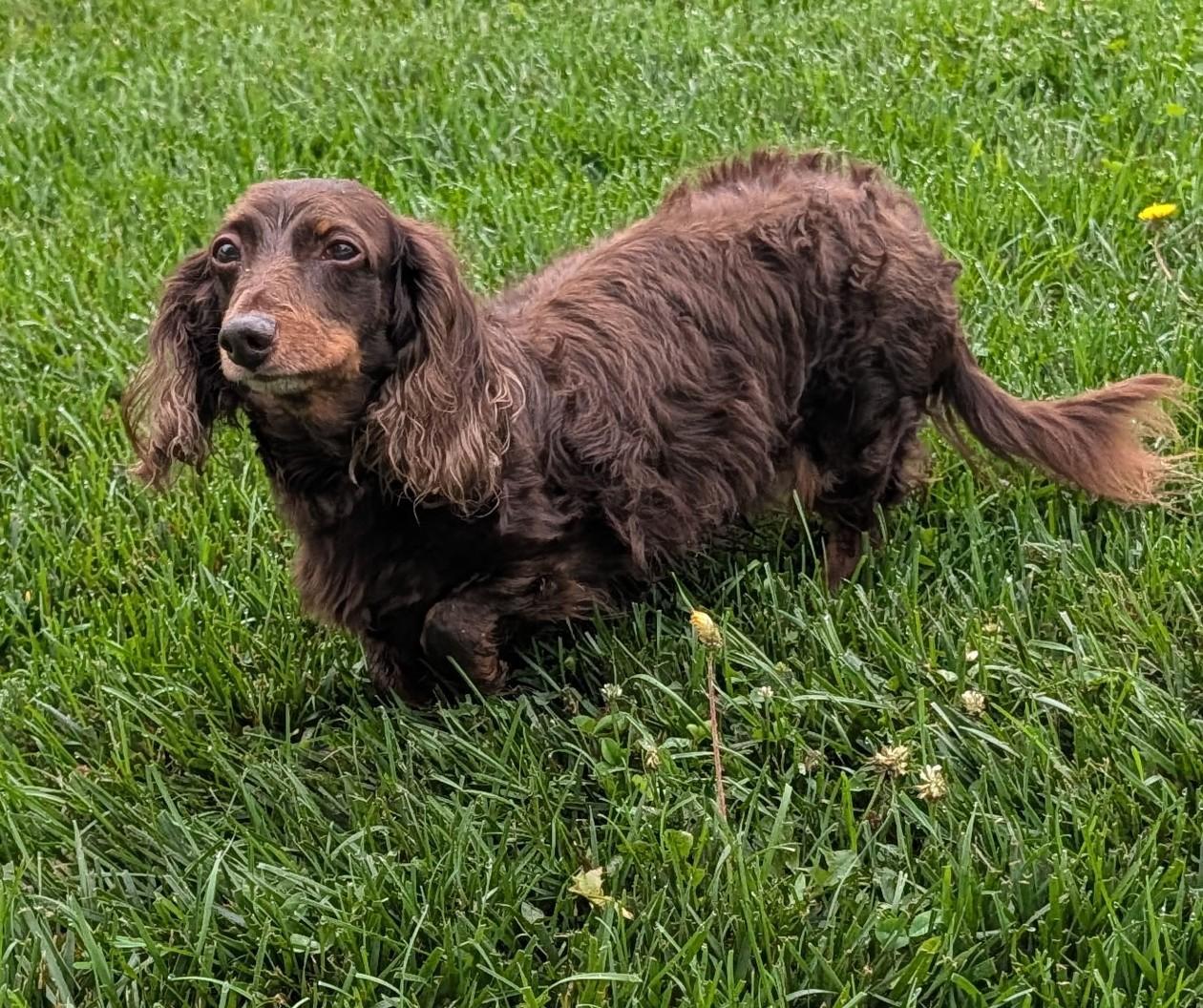 Enlarge Winston aka Winnie in NY, a ADOPTABLE Dachshund in Buffalo, NY image 3/5