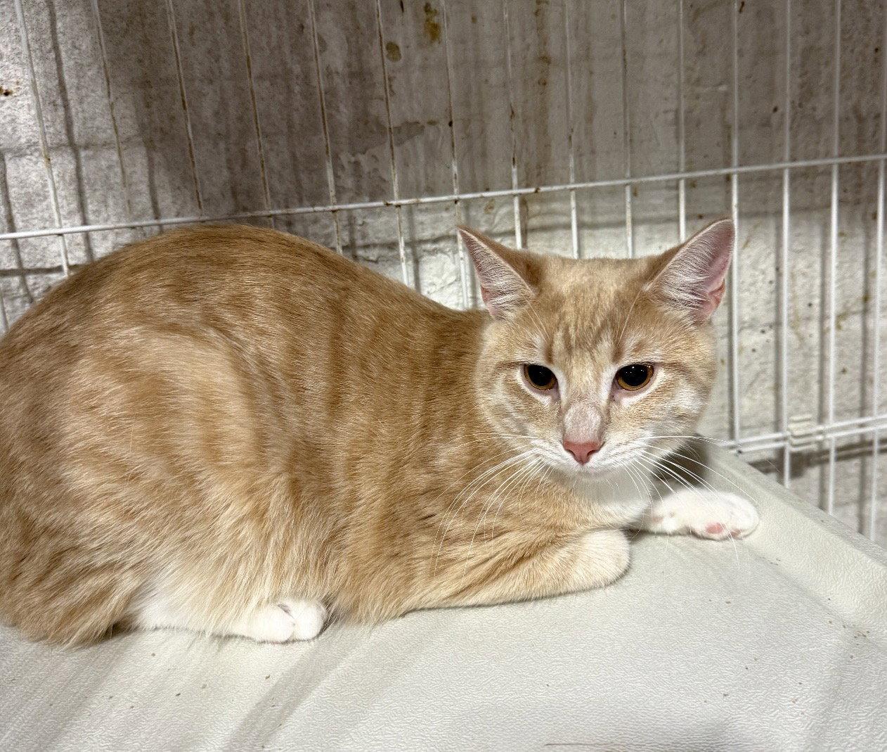 Lenox, Adopted, Kitten Male Domestic Short Hair.