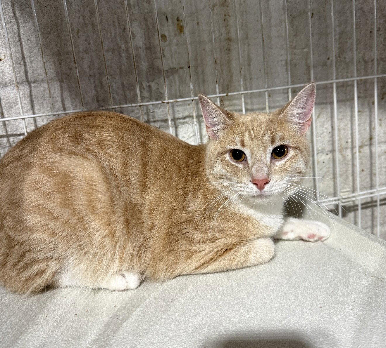 Enlarge Lenox, a Adopted Domestic Short Hair in Walled Lake, MI image 2/3