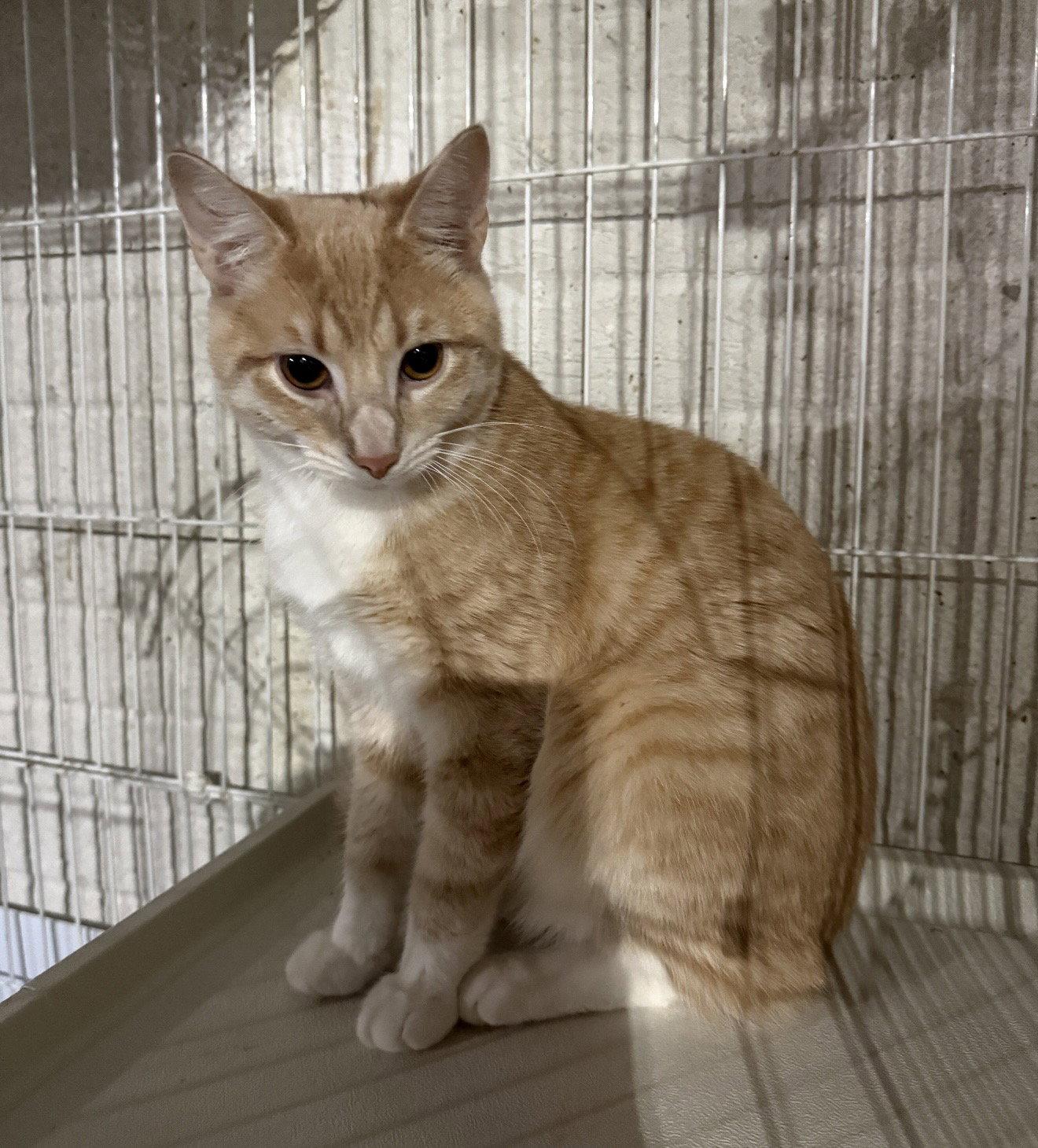 Enlarge Lenox, a Adopted Domestic Short Hair in Walled Lake, MI image 3/3