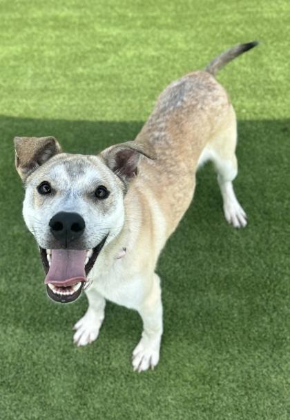 Triton - 3, Adoptable, Young Male Mixed Breed & Mixed Breed.