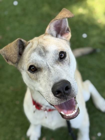 Enlarge Triton -  3, a Adoptable mixed breed in Daytona Beach, FL image 2/3