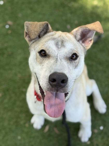 Enlarge Triton -  3, a Adoptable mixed breed in Daytona Beach, FL image 3/3