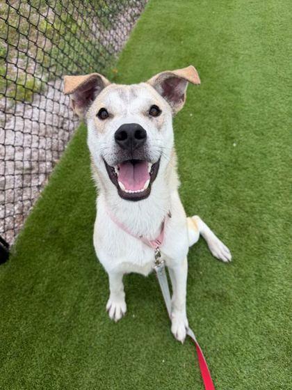 Triton -  3, Adoptable, Young Male Mixed Breed & Mixed Breed.