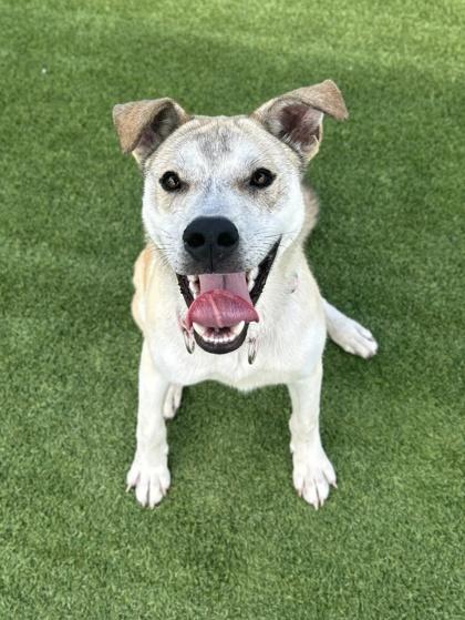 Enlarge Triton -  3, a Adoptable mixed breed in Daytona Beach, FL image 2/2