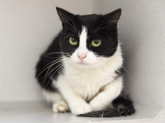 BOOTIES, Adoptable, Young Female Domestic Short Hair.