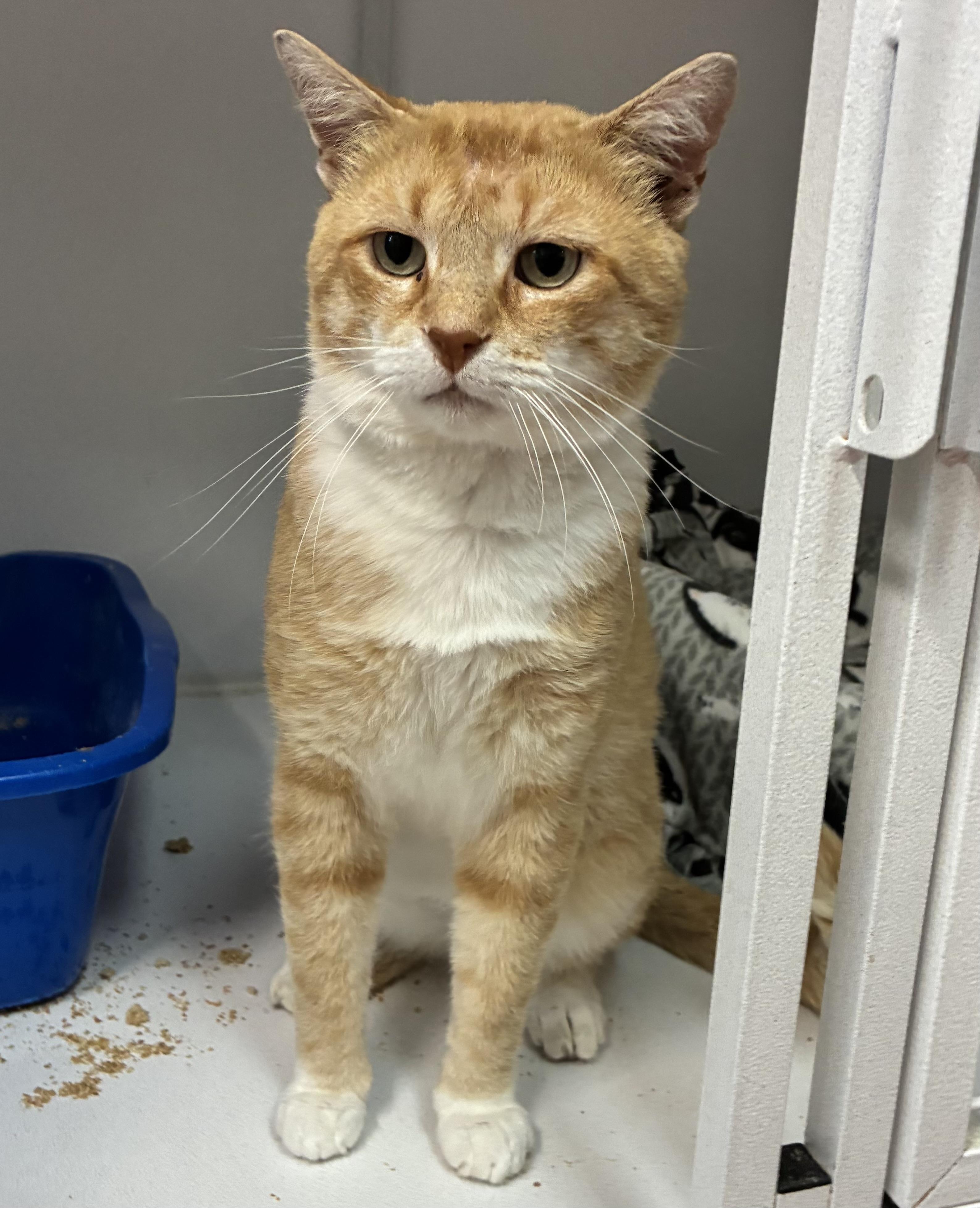 Apollo (FIV+)