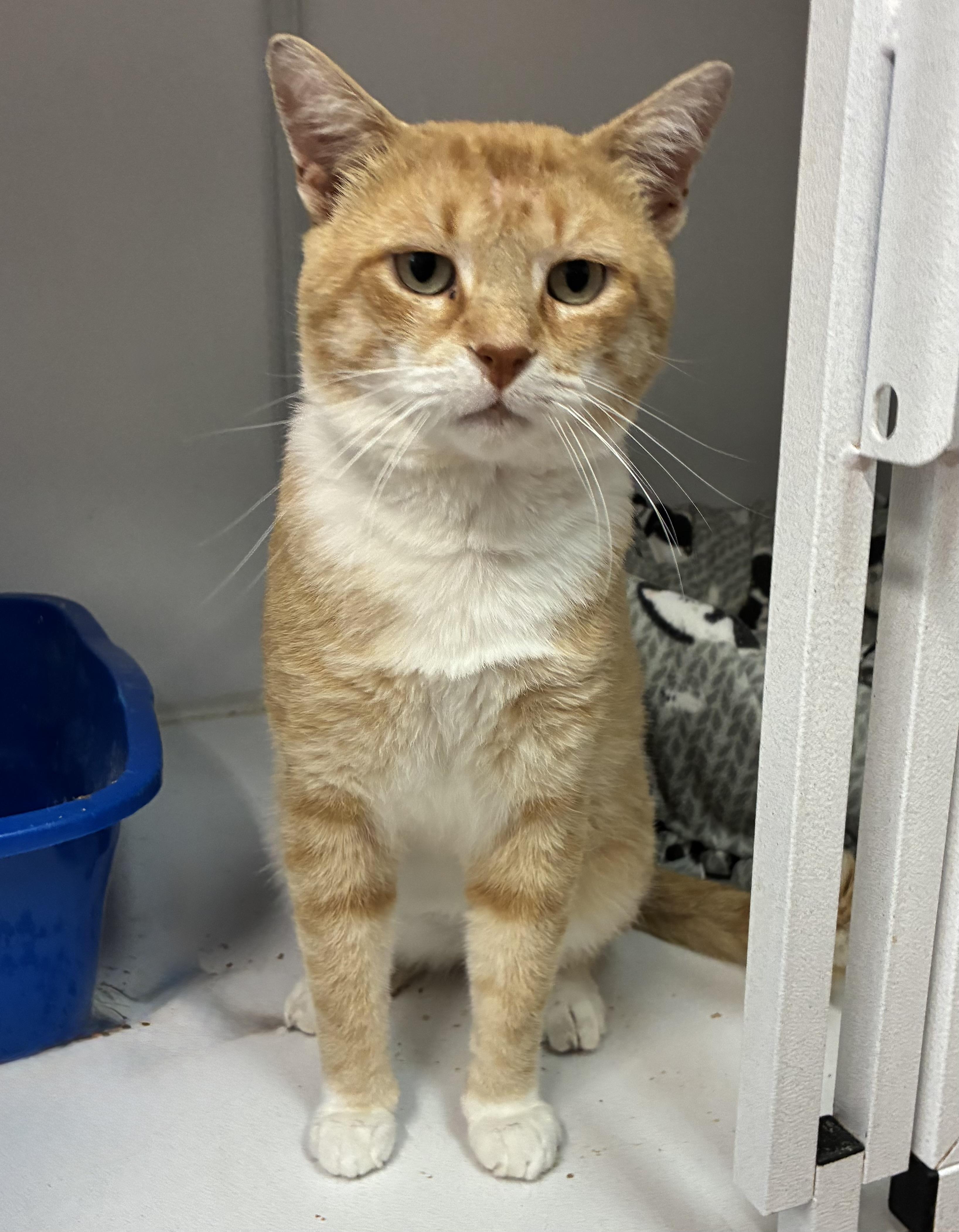 Apollo (FIV+)