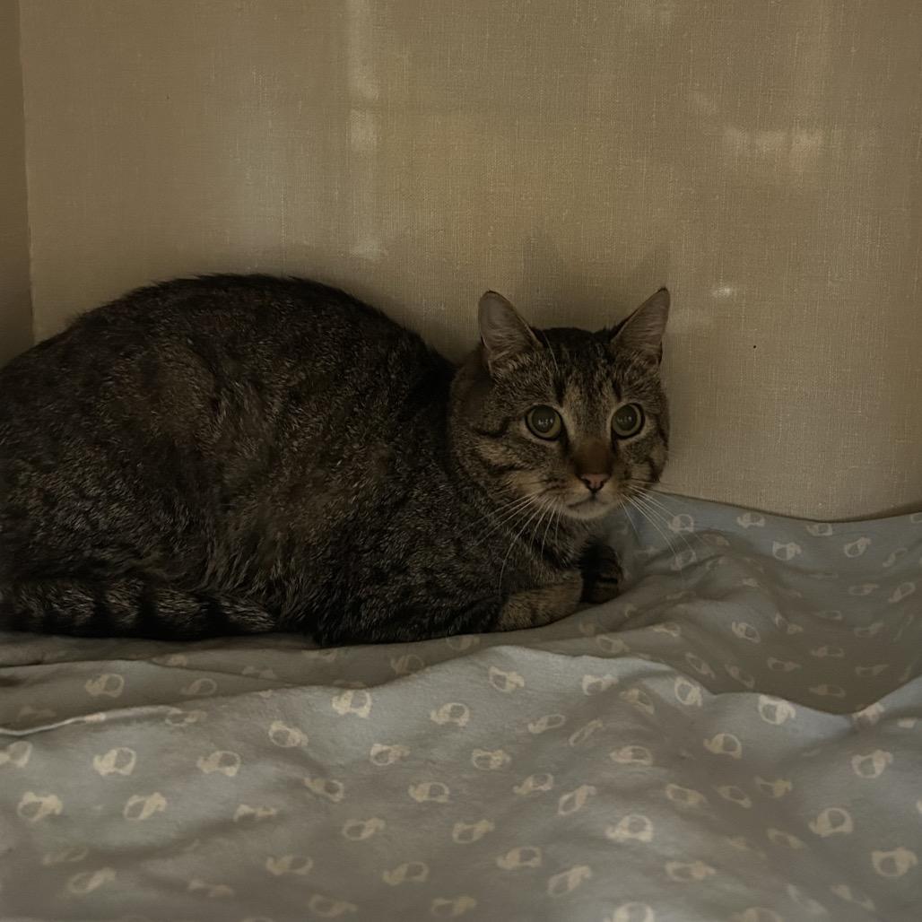 Rozzy, Adoptable, Adult Male Domestic Short Hair.